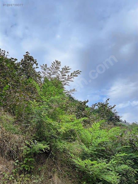 Kırlıda 14.738 M2 Fındık Bahçesi 4 Mūstakil Tapu — fotoğraf 15