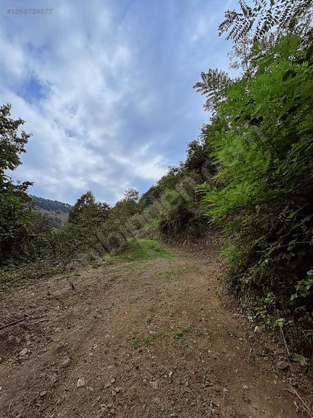 Kırlıda 14.738 M2 Fındık Bahçesi 4 Mūstakil Tapu — fotoğraf 16
