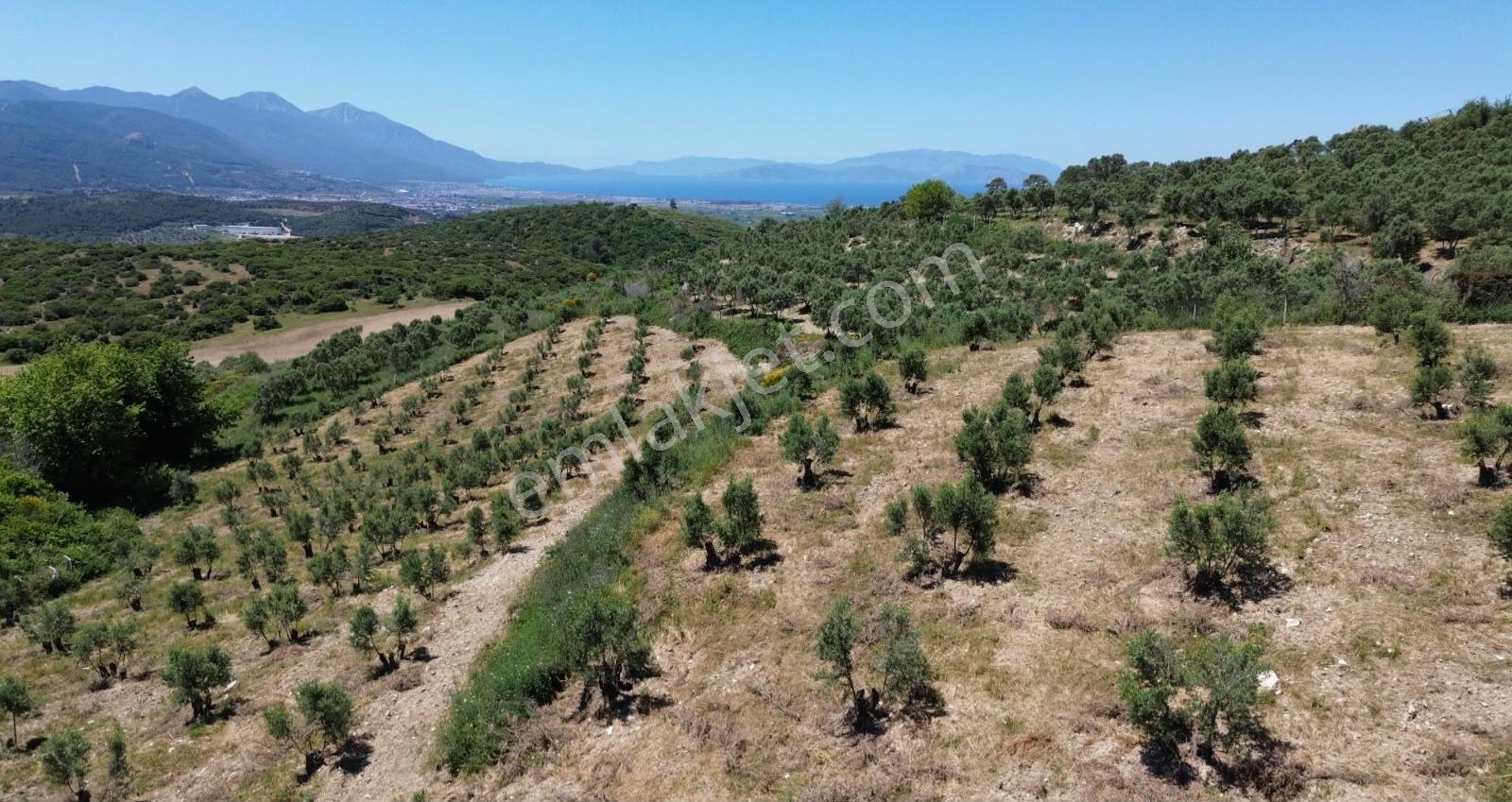 Kuşadası'nda, İmar Sınırında,deniz Manzaralı,satılık Arazi — fotoğraf 2