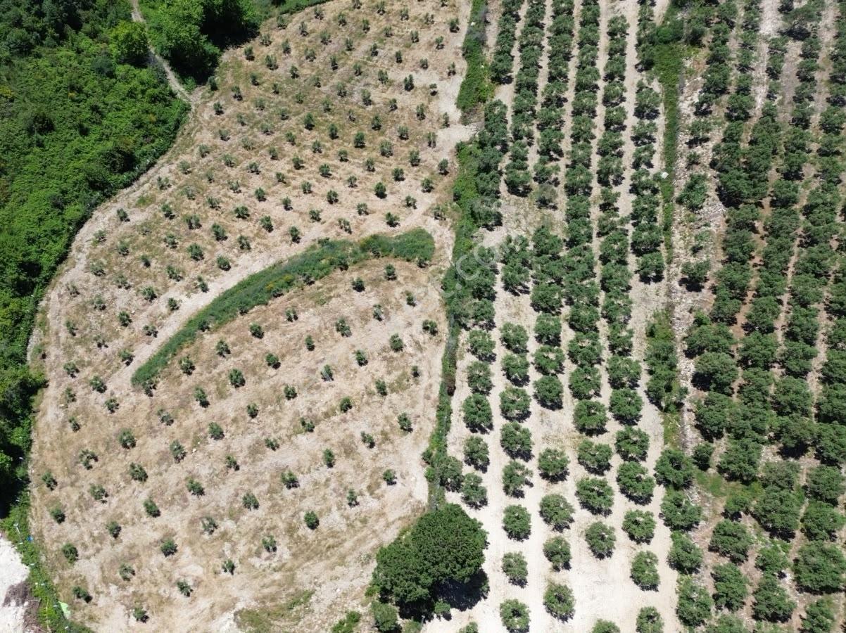 Kuşadası'nda, İmar Sınırında,deniz Manzaralı,satılık Arazi — fotoğraf 6