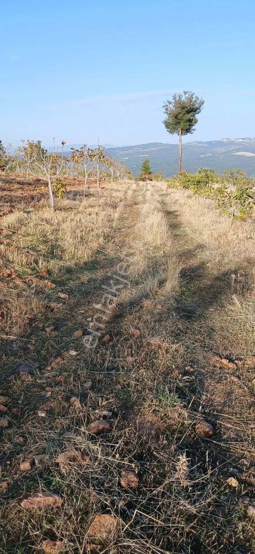 Karacasu Alemler'de 5600 M² Doğa Manzaralı Satılık Tarla — fotoğraf 3