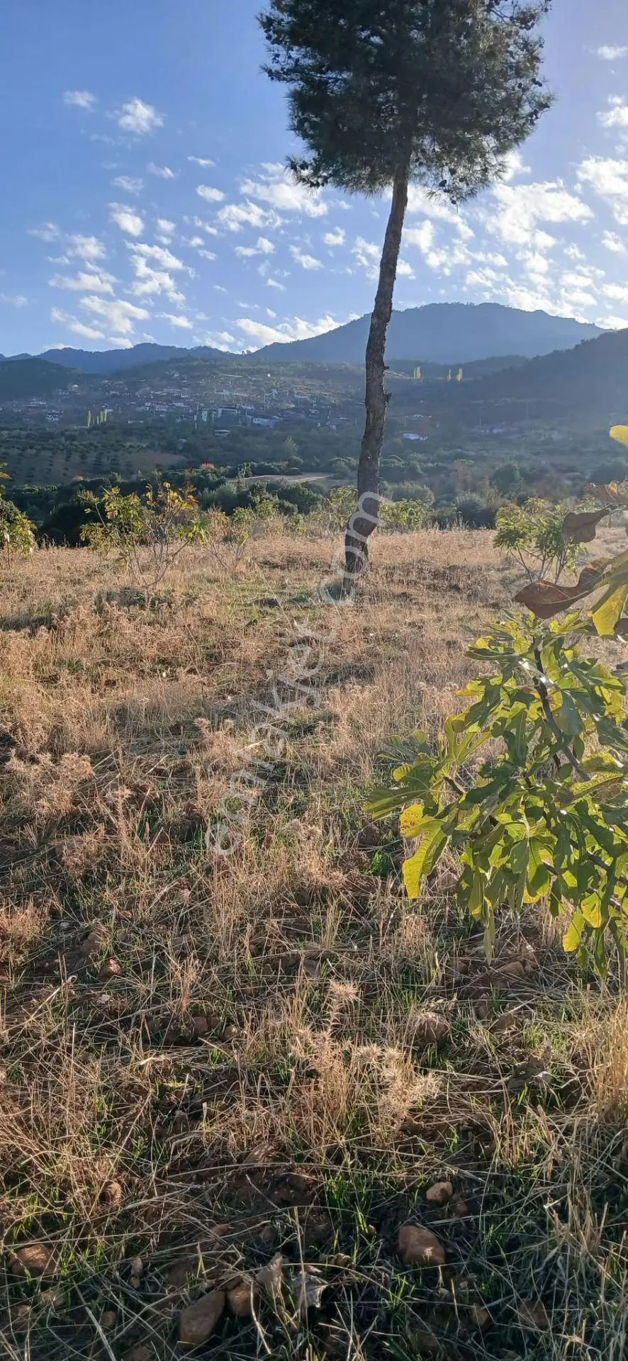 Karacasu Alemler'de 5600 M² Doğa Manzaralı Satılık Tarla — fotoğraf 5
