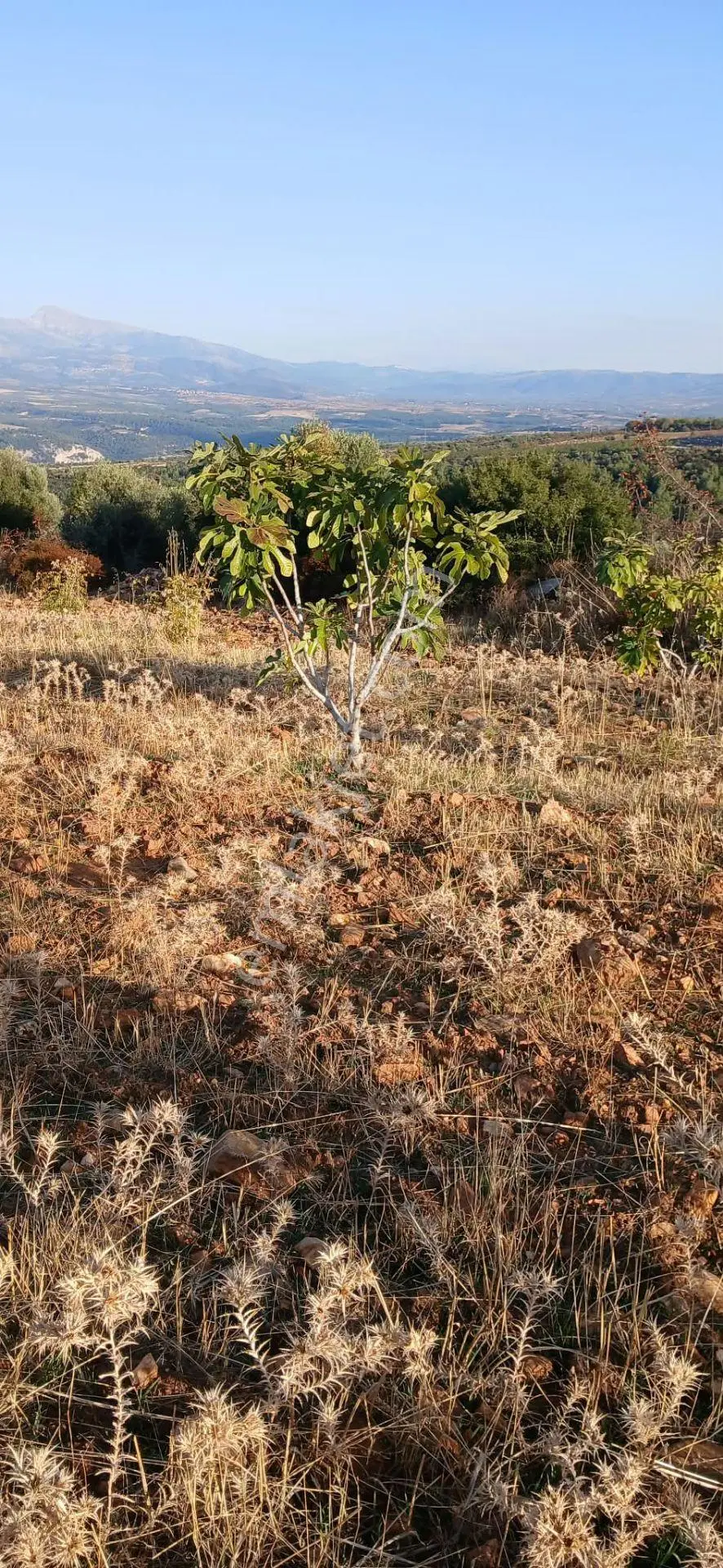 Karacasu Alemler'de 5600 M² Doğa Manzaralı Satılık Tarla — fotoğraf 8