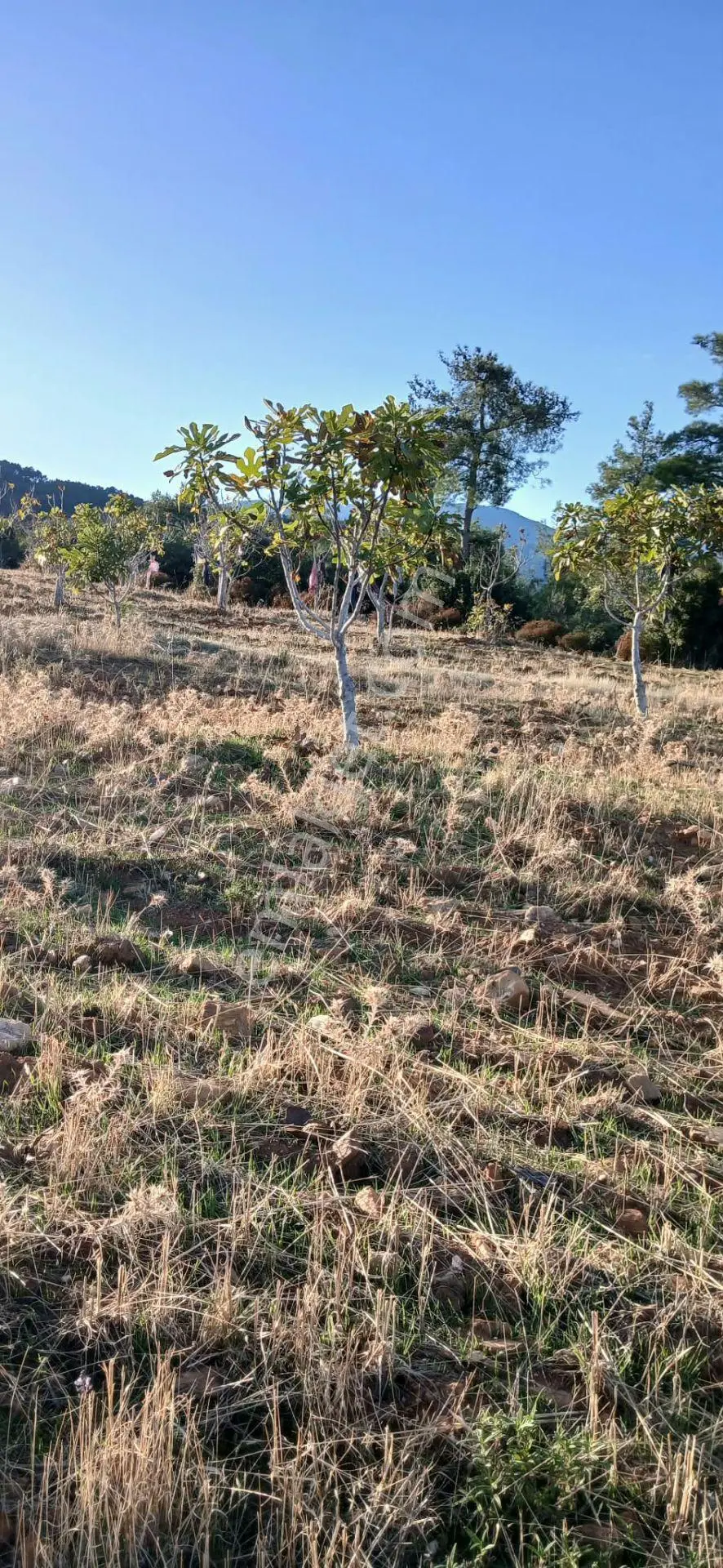 Karacasu Alemler'de 5600 M² Doğa Manzaralı Satılık Tarla — fotoğraf 11