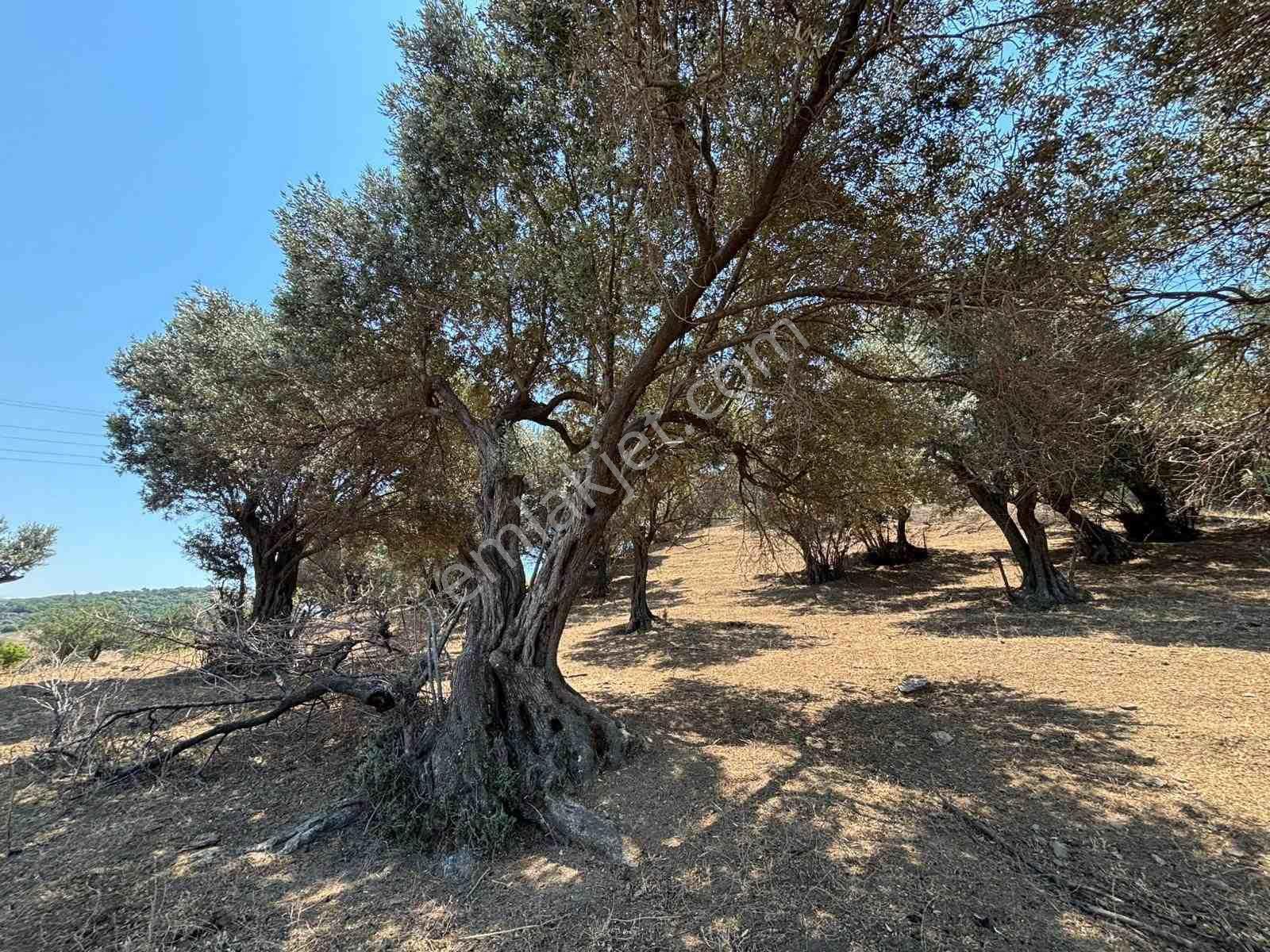 Aliağa Horozgediğinde Deniz Manzaralı, Konut İmarlı 5800m² Satılık Arazi — fotoğraf 10