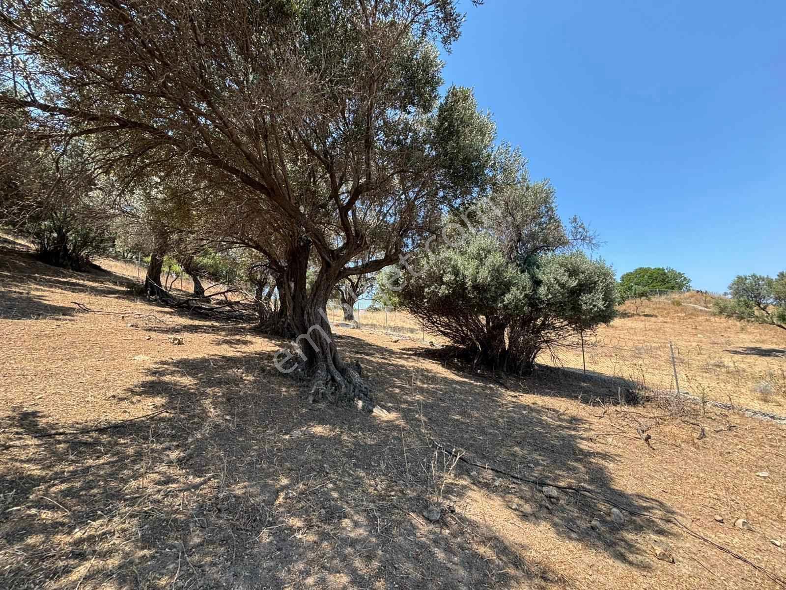 Aliağa Horozgediğinde Deniz Manzaralı, Konut İmarlı 5800m² Satılık Arazi — fotoğraf 15