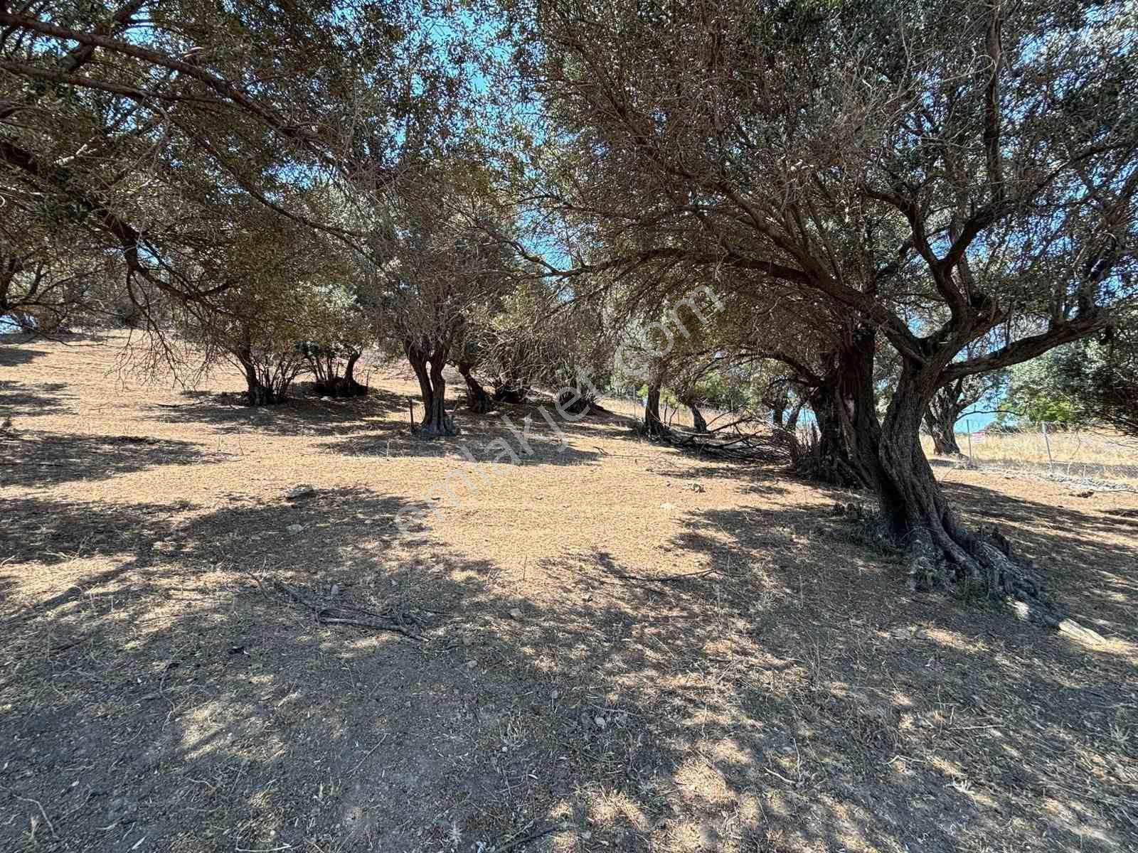 Aliağa Horozgediğinde Deniz Manzaralı, Konut İmarlı 5800m² Satılık Arazi — fotoğraf 16