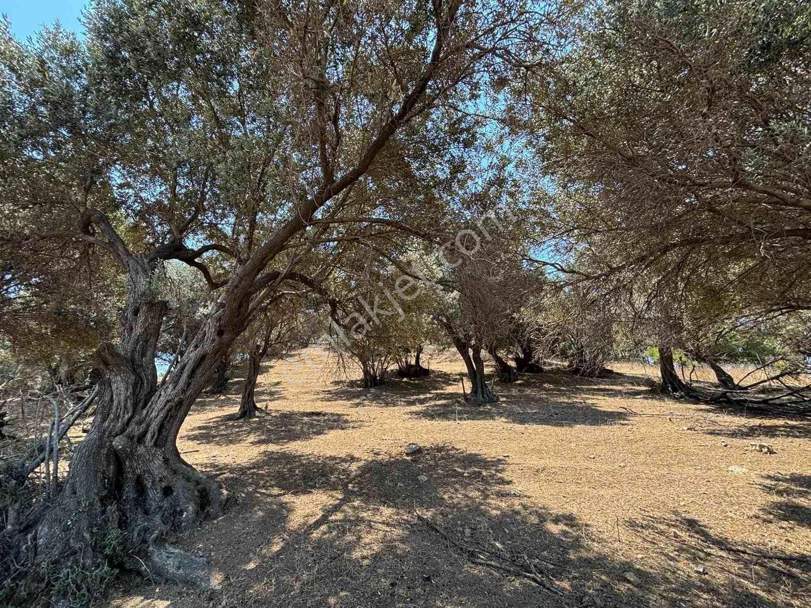 Aliağa Horozgediğinde Deniz Manzaralı, Konut İmarlı 5800m² Satılık Arazi — fotoğraf 17