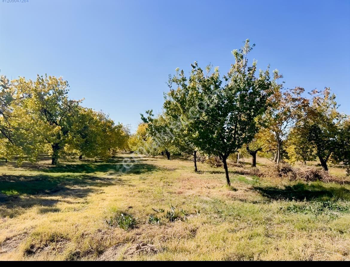 Yeşilyurt Çarmuzu 20.526 M² Satılık Kayısı Bahçesi+2 Müstakil Ev — fotoğraf 4