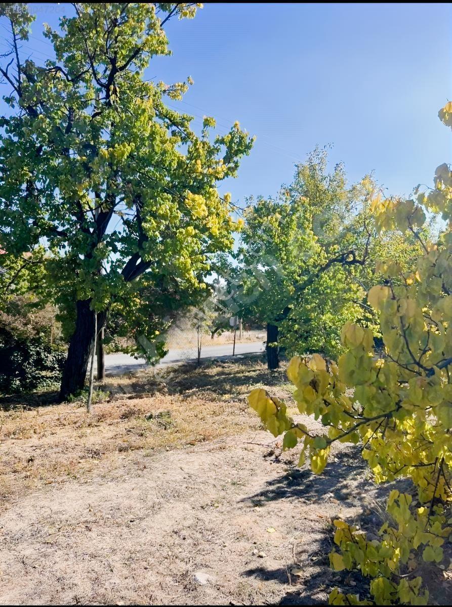 Yeşilyurt Çarmuzu 20.526 M² Satılık Kayısı Bahçesi+2 Müstakil Ev — fotoğraf 6