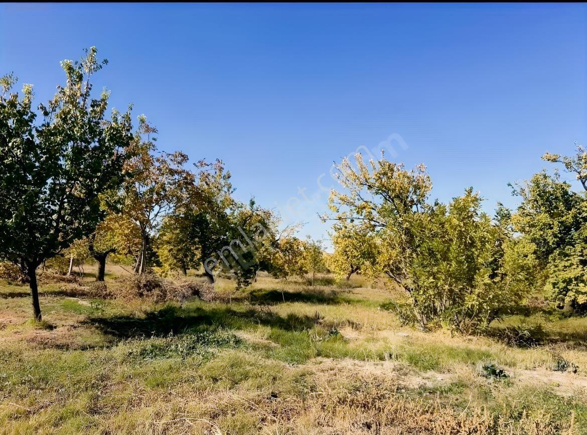 Yeşilyurt Çarmuzu 20.526 M² Satılık Kayısı Bahçesi+2 Müstakil Ev — fotoğraf 8