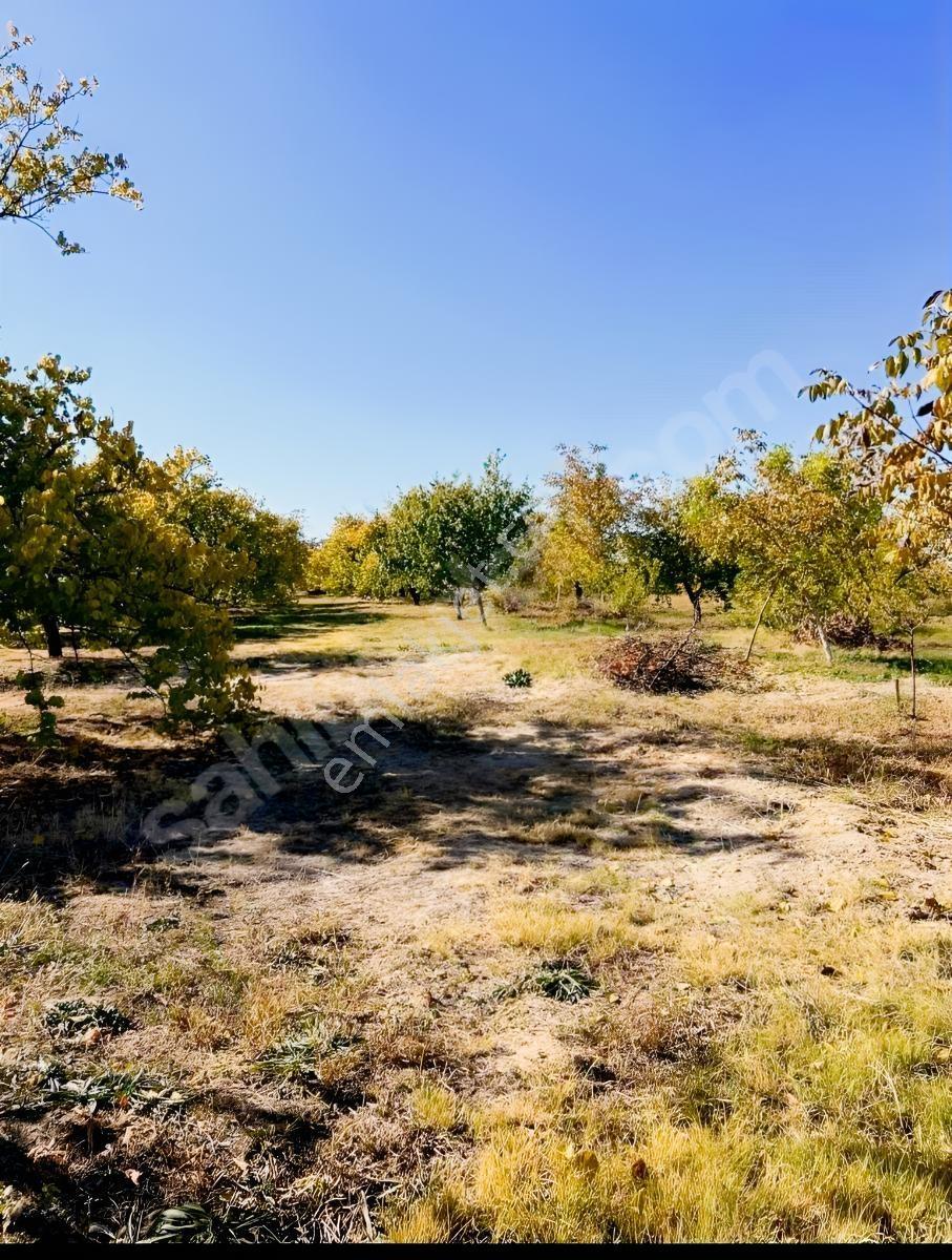 Yeşilyurt Çarmuzu 20.526 M² Satılık Kayısı Bahçesi+2 Müstakil Ev — fotoğraf 9
