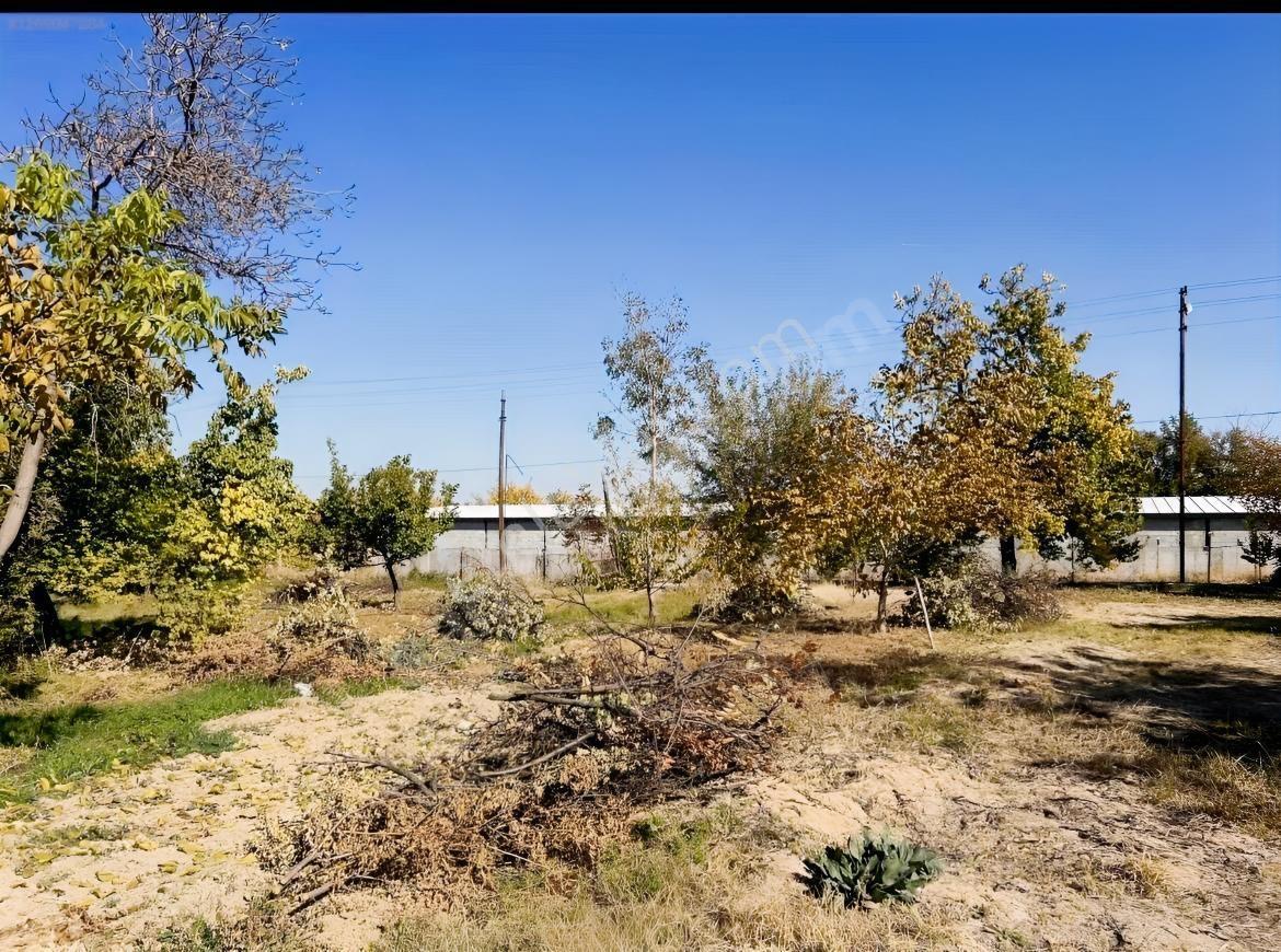Yeşilyurt Çarmuzu 20.526 M² Satılık Kayısı Bahçesi+2 Müstakil Ev — fotoğraf 10