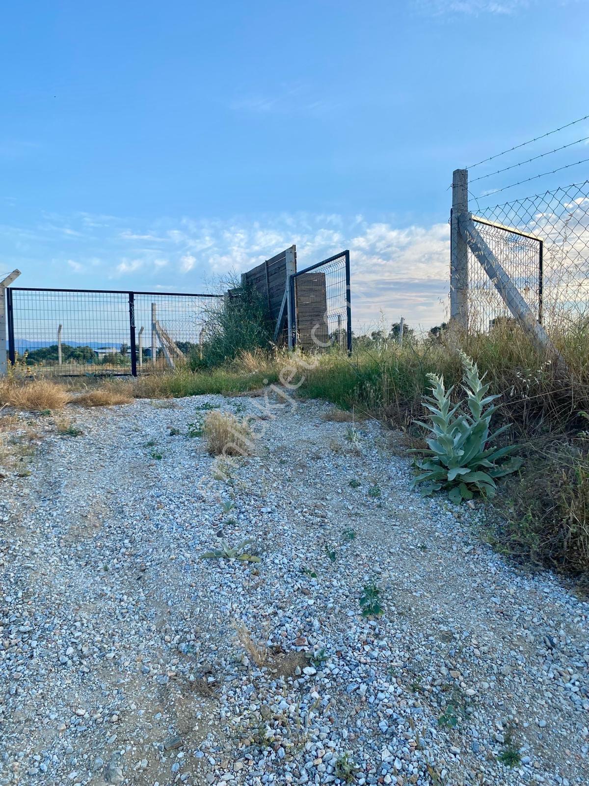 Bayındır Söğütören'de Satılık 1251 M² Doğa Manzaralı Zeytinlik — fotoğraf 2