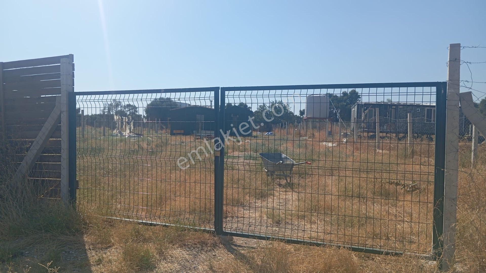 Bayındır Söğütören'de Satılık 1251 M² Doğa Manzaralı Zeytinlik — fotoğraf 3