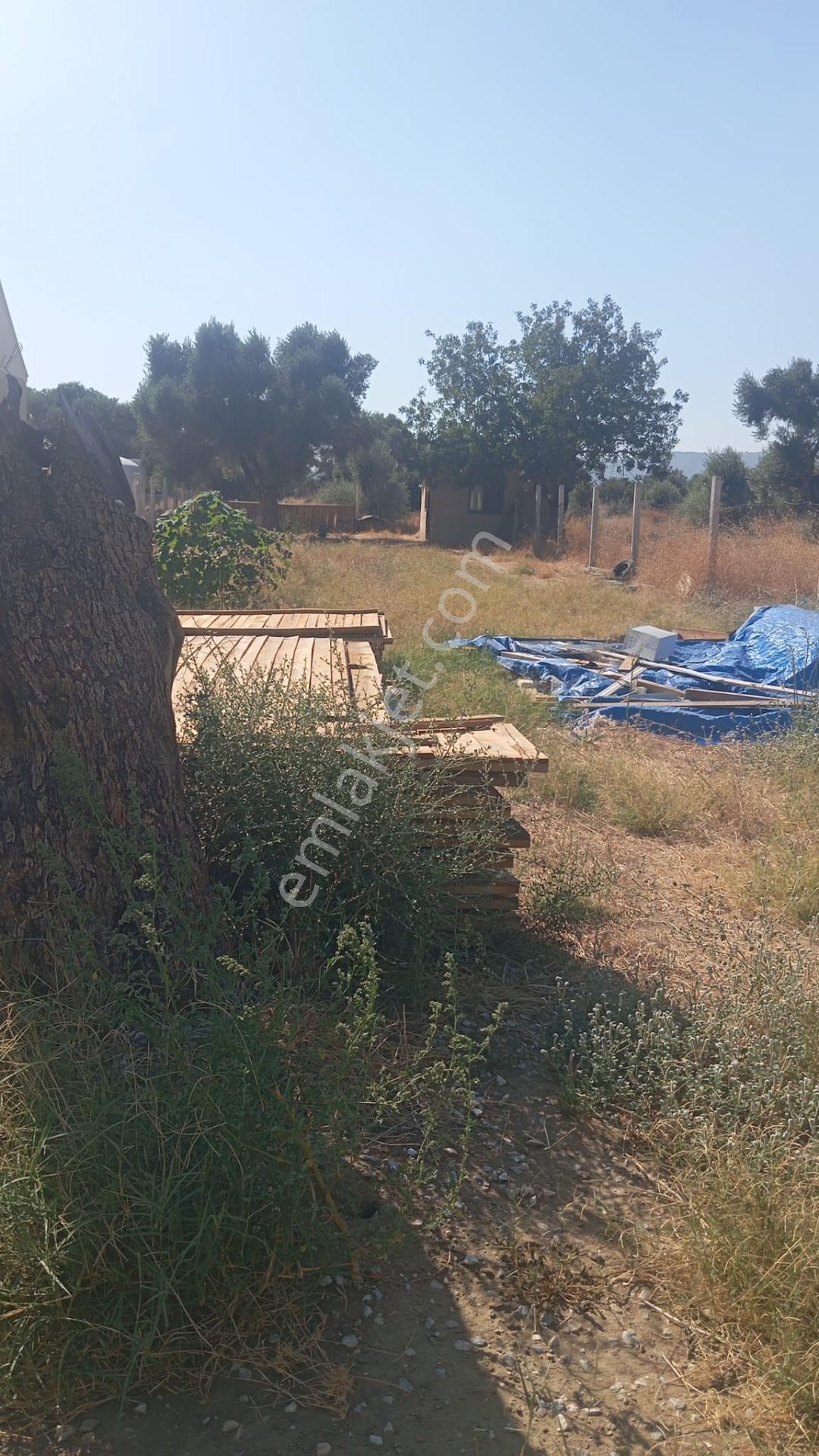 Bayındır Söğütören'de Satılık 1251 M² Doğa Manzaralı Zeytinlik — fotoğraf 7