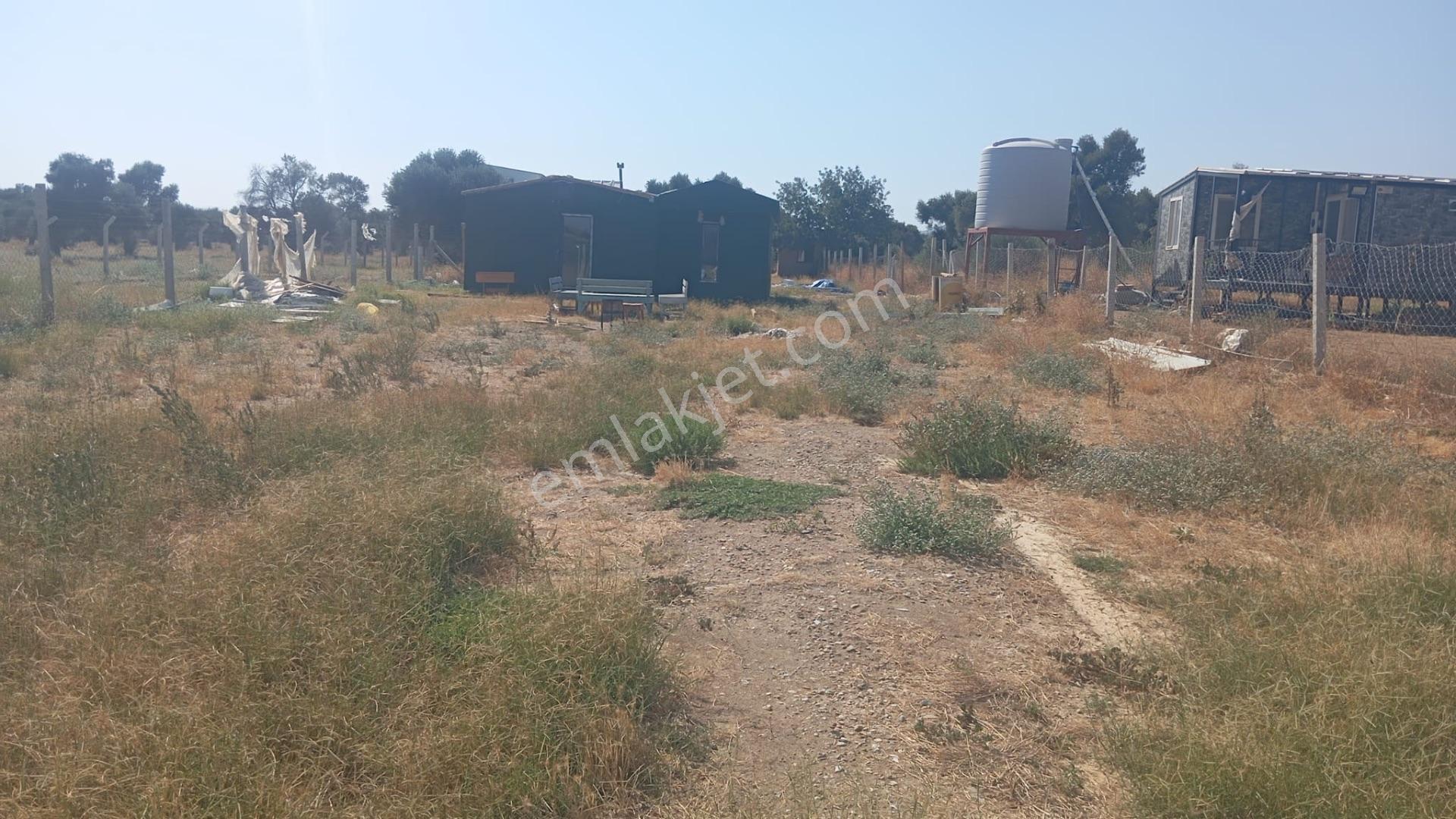 Bayındır Söğütören'de Satılık 1251 M² Doğa Manzaralı Zeytinlik — fotoğraf 8