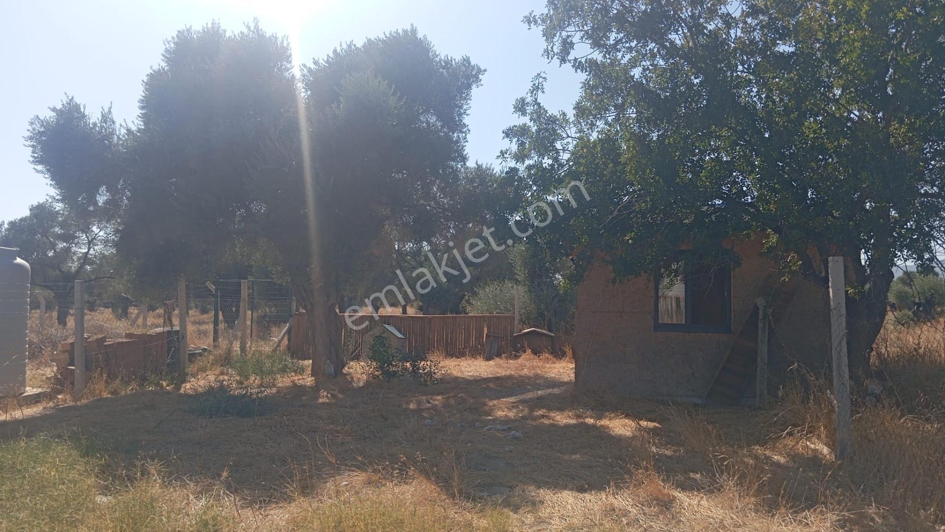 Bayındır Söğütören'de Satılık 1251 M² Doğa Manzaralı Zeytinlik — fotoğraf 9