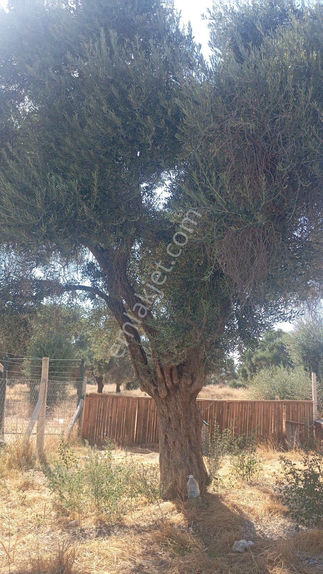 Bayındır Söğütören'de Satılık 1251 M² Doğa Manzaralı Zeytinlik — fotoğraf 11