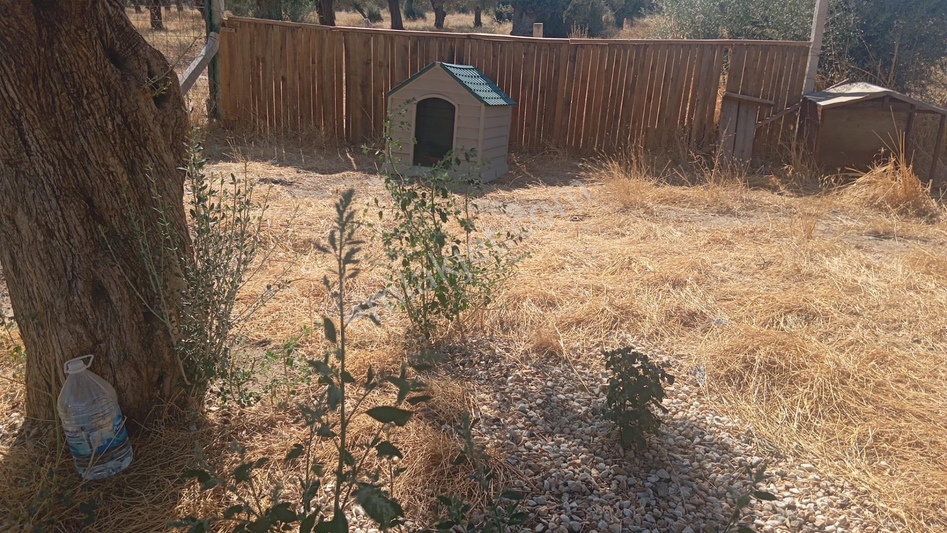 Bayındır Söğütören'de Satılık 1251 M² Doğa Manzaralı Zeytinlik — fotoğraf 13