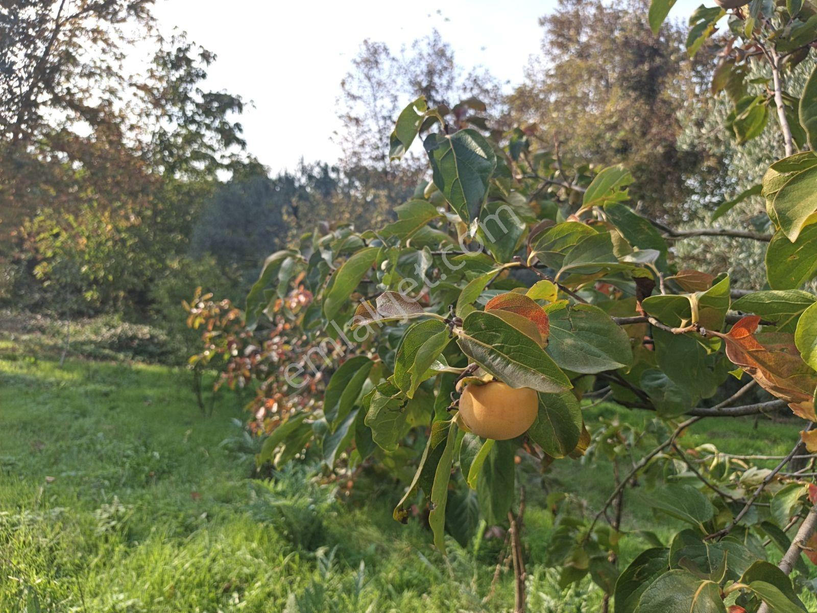 40 M² Ev Elektirii Su İnternet Mevcut 440 M² Zeytin Bahcesi — fotoğraf 6