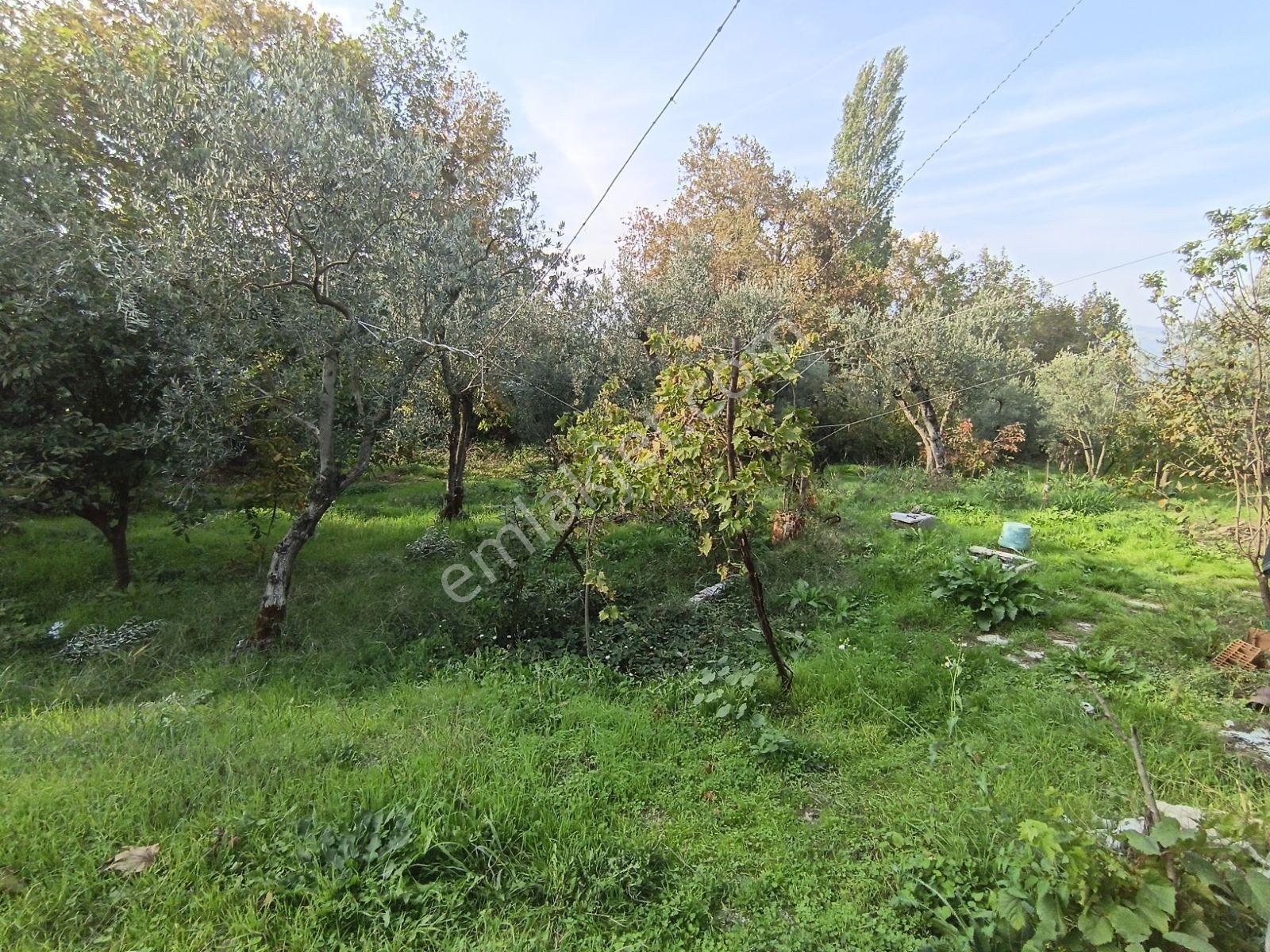 40 M² Ev Elektirii Su İnternet Mevcut 440 M² Zeytin Bahcesi — fotoğraf 8