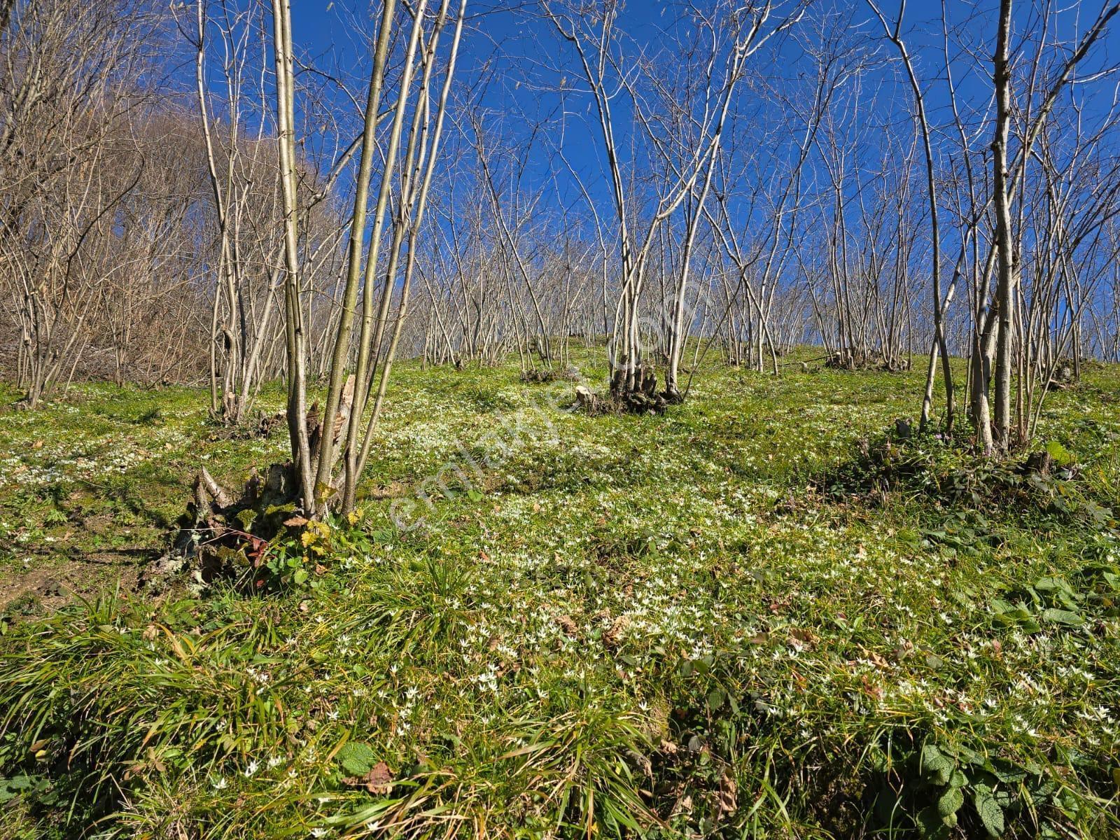 Sakarya Akyazı Satılık 2635 M2 Bağ Bahçe Arsa