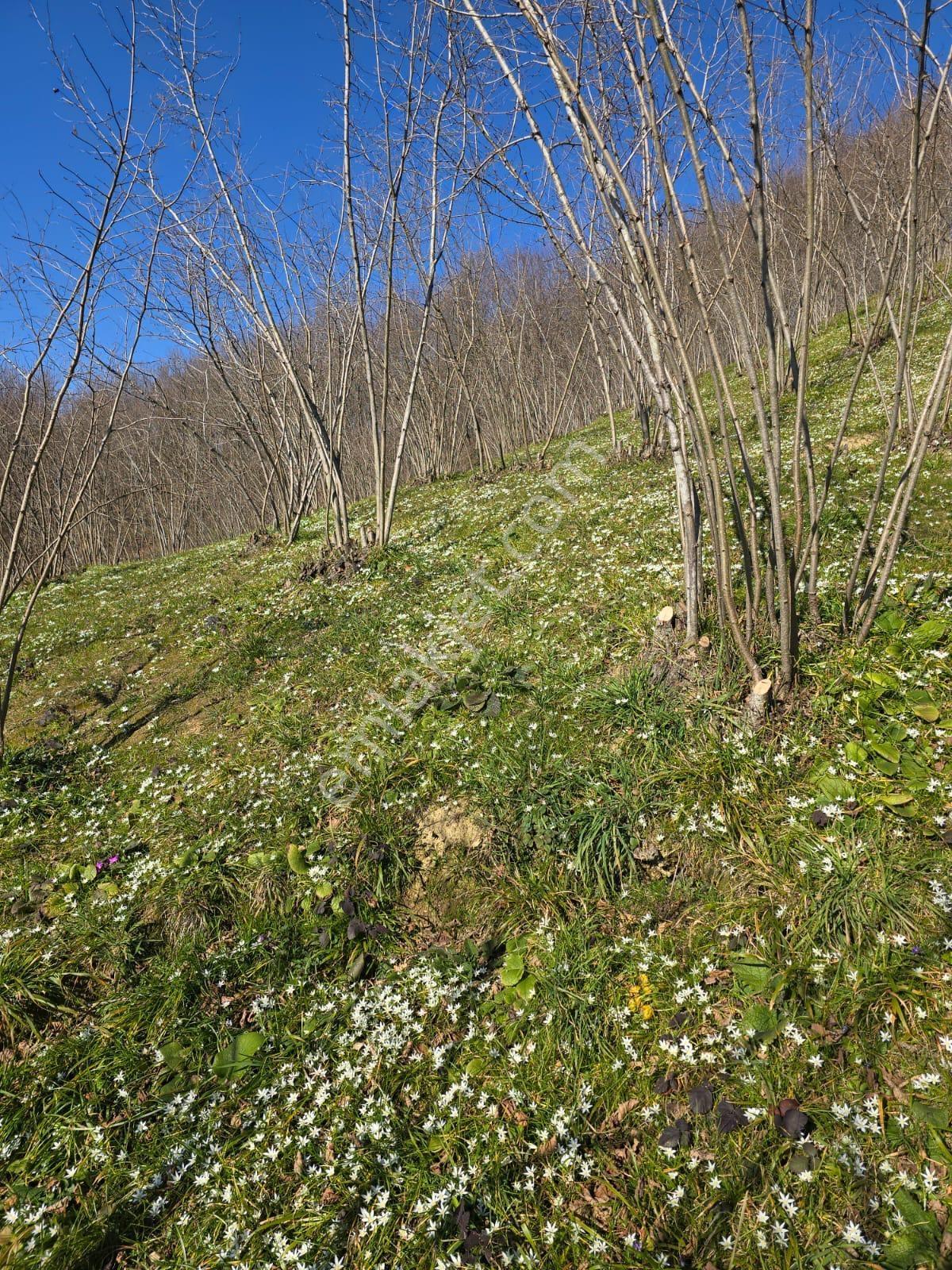 Sakarya Akyazı Satılık 2635 M2 Bağ Bahçe Arsa — fotoğraf 2