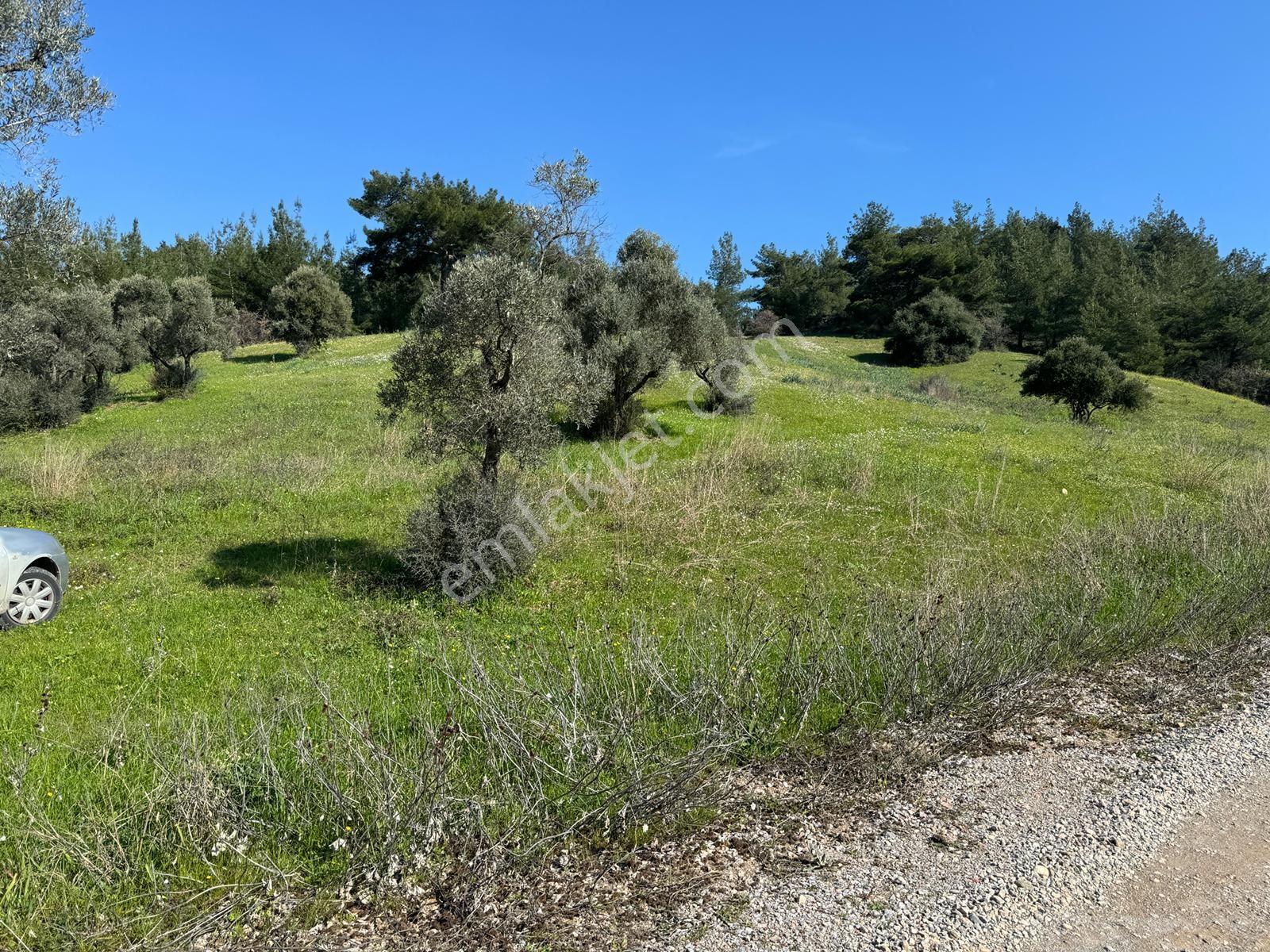 Muga'dan Kemalpaşa Yukarıkızılca Gölete 250 Metre 15 Dönüm Arazi — fotoğraf 6