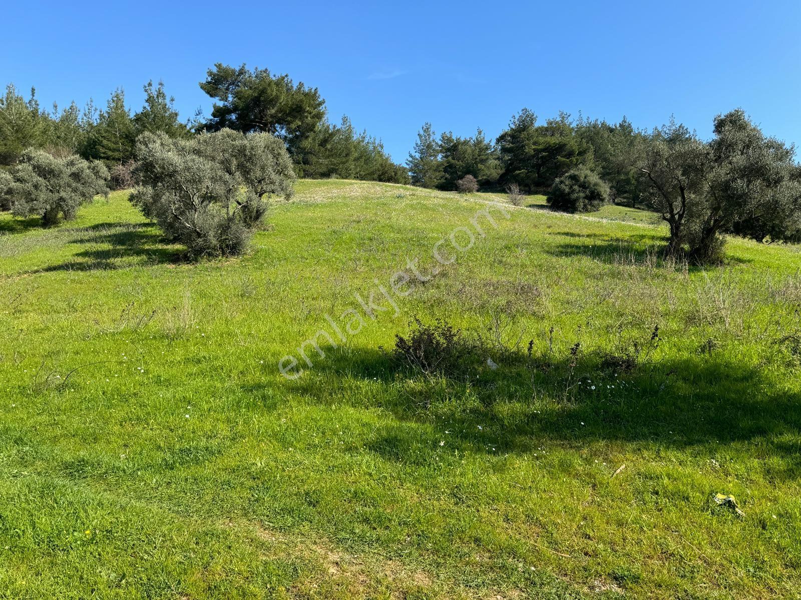 Muga'dan Kemalpaşa Yukarıkızılca Gölete 250 Metre 15 Dönüm Arazi — fotoğraf 8