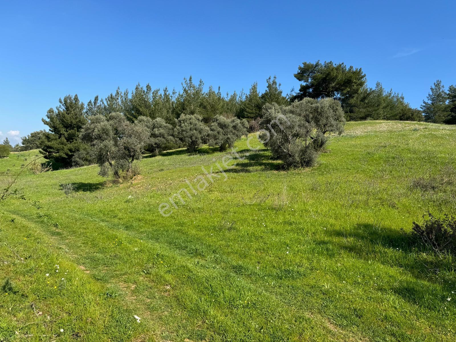 Muga'dan Kemalpaşa Yukarıkızılca Gölete 250 Metre 15 Dönüm Arazi — fotoğraf 10