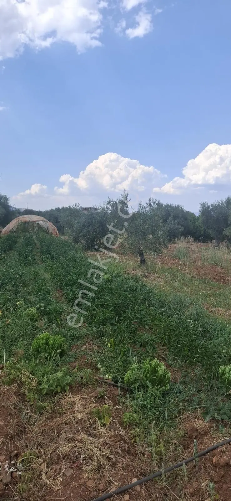 Startkey Muga'dan Karacasu Merkez Ve Üniversite Yakını Tarla — fotoğraf 14