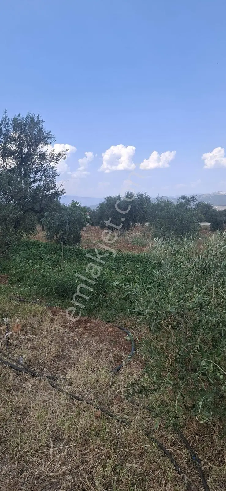 Startkey Muga'dan Karacasu Merkez Ve Üniversite Yakını Tarla — fotoğraf 15