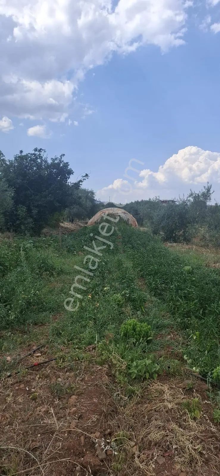 Startkey Muga'dan Karacasu Merkez Ve Üniversite Yakını Tarla — fotoğraf 16