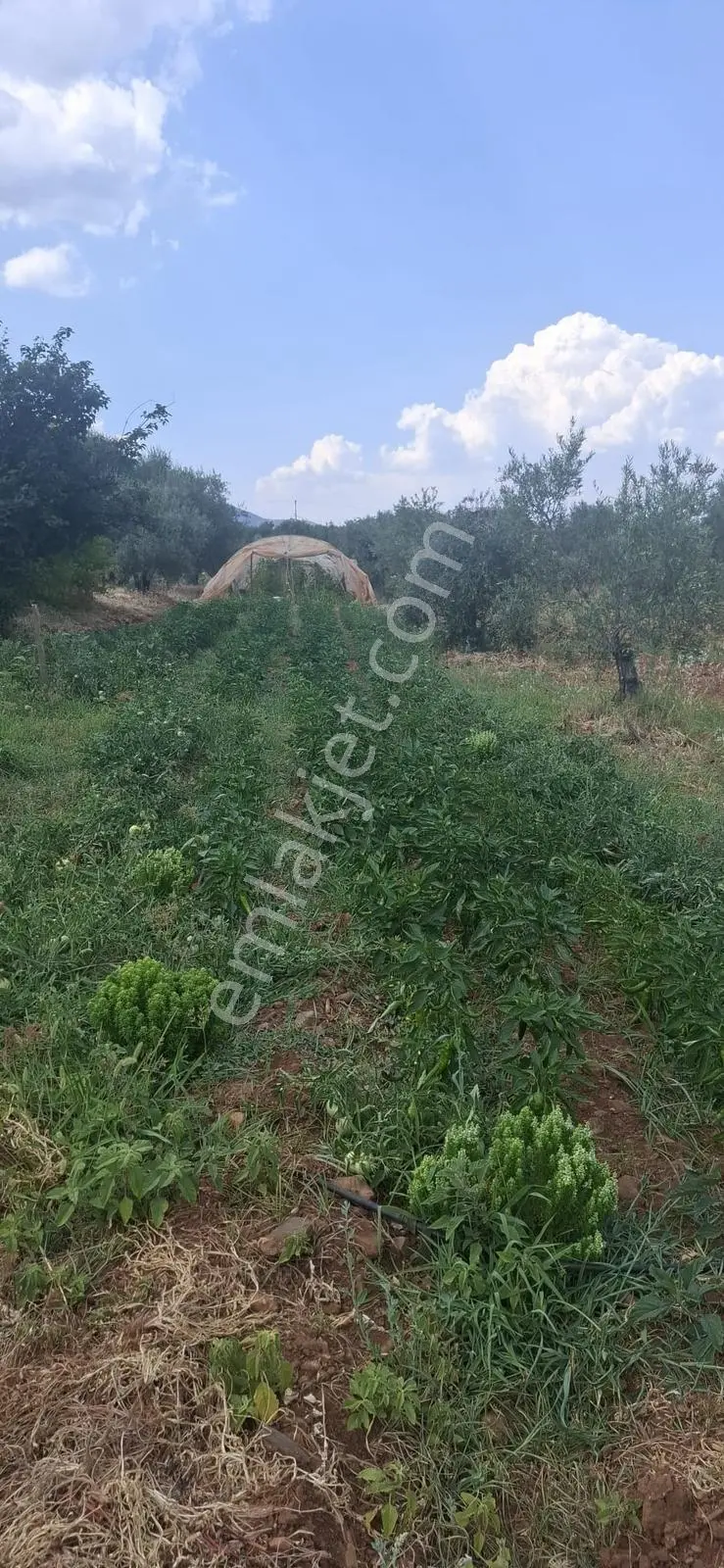 Startkey Muga'dan Karacasu Merkez Ve Üniversite Yakını Tarla — fotoğraf 20