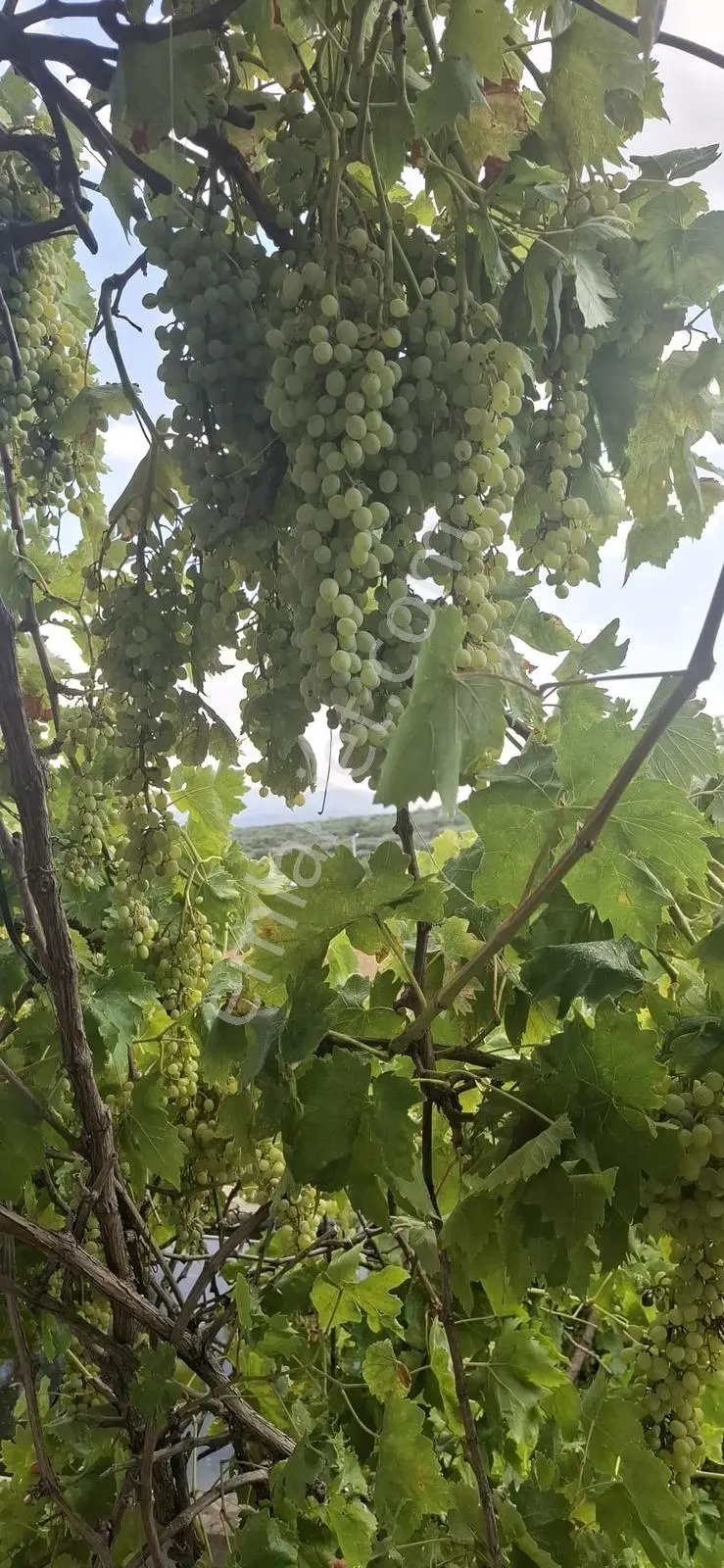 Startkey Muga'dan Karacasu Merkez Ve Üniversite Yakını Tarla — fotoğraf 35