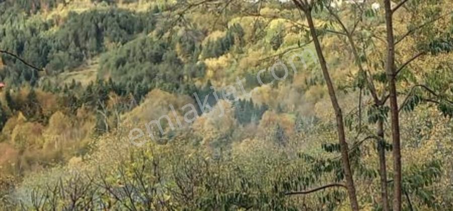 Köy Merkezine Ve İmara 100 Metre Mesafede Arkası Orman Önü Açık — fotoğraf 3