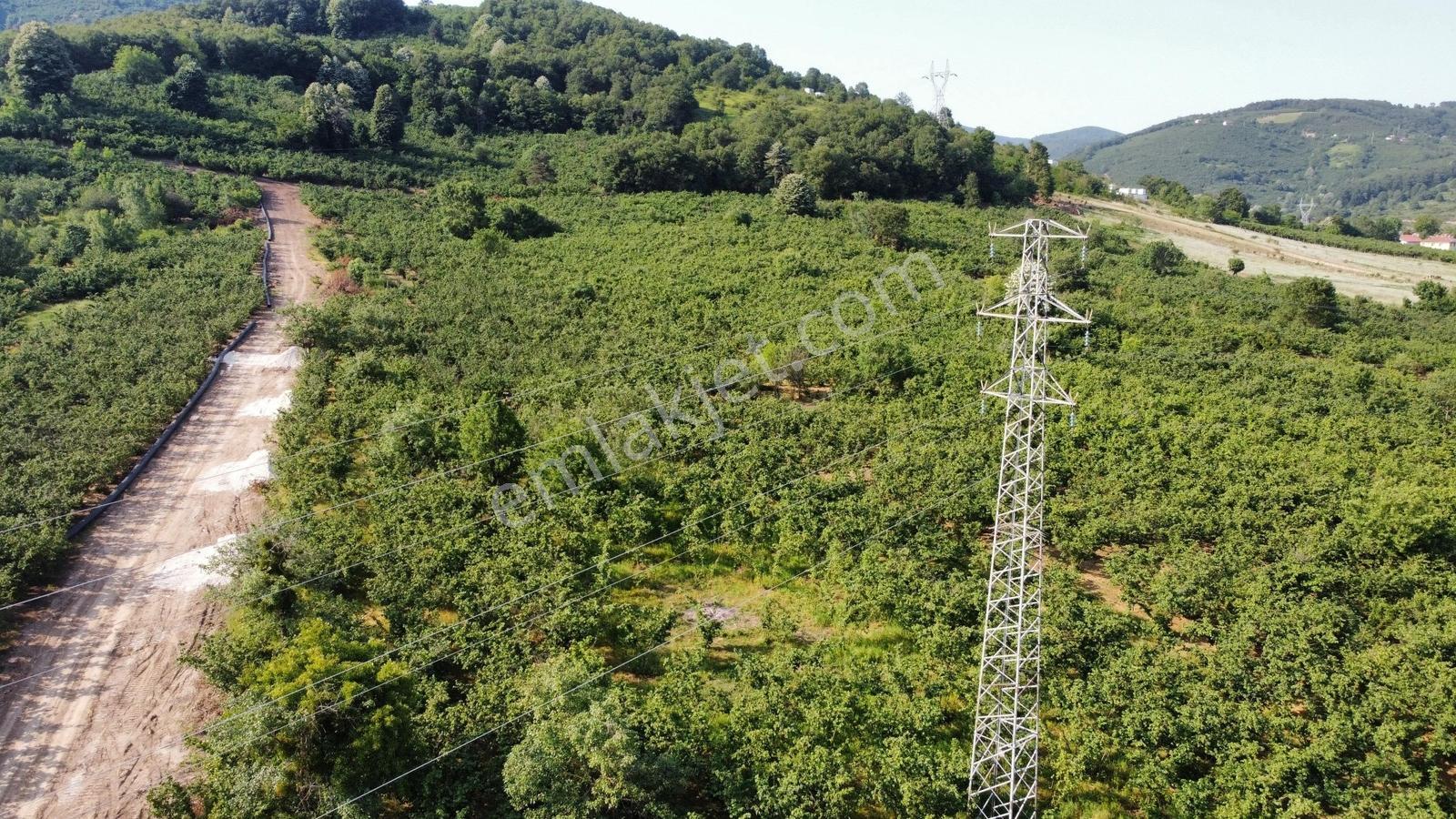 Aslımemlak'tan Çilimli Sarımeşe De Satılık 2444 Metrekare — fotoğraf 3