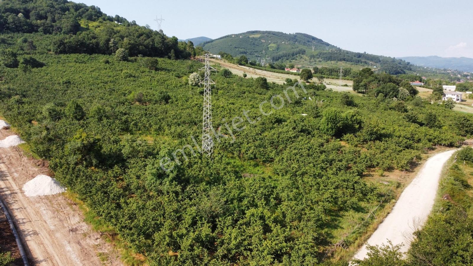 Aslımemlak'tan Çilimli Sarımeşe De Satılık 2444 Metrekare — fotoğraf 7