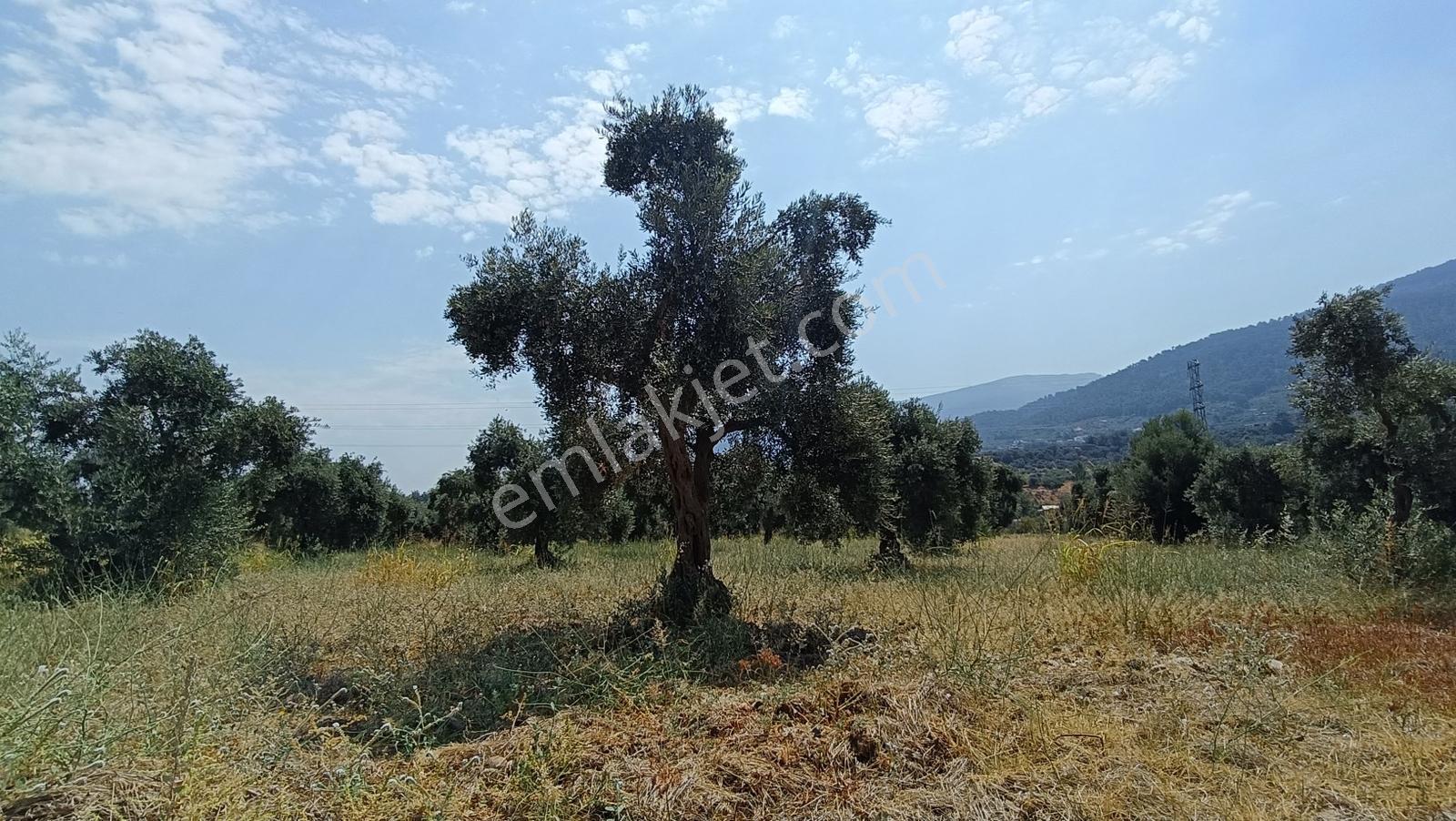 Startkey Muga'dan Yukarıkızılca Merkez Yakını Yola Cepheli Arazi — fotoğraf 2