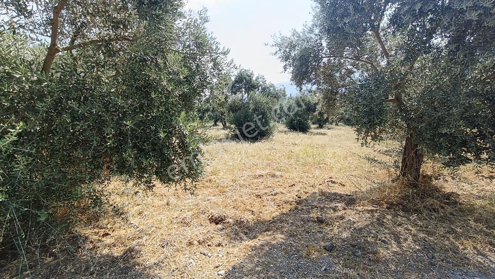 Startkey Muga'dan Yukarıkızılca Merkez Yakını Yola Cepheli Arazi — fotoğraf 10