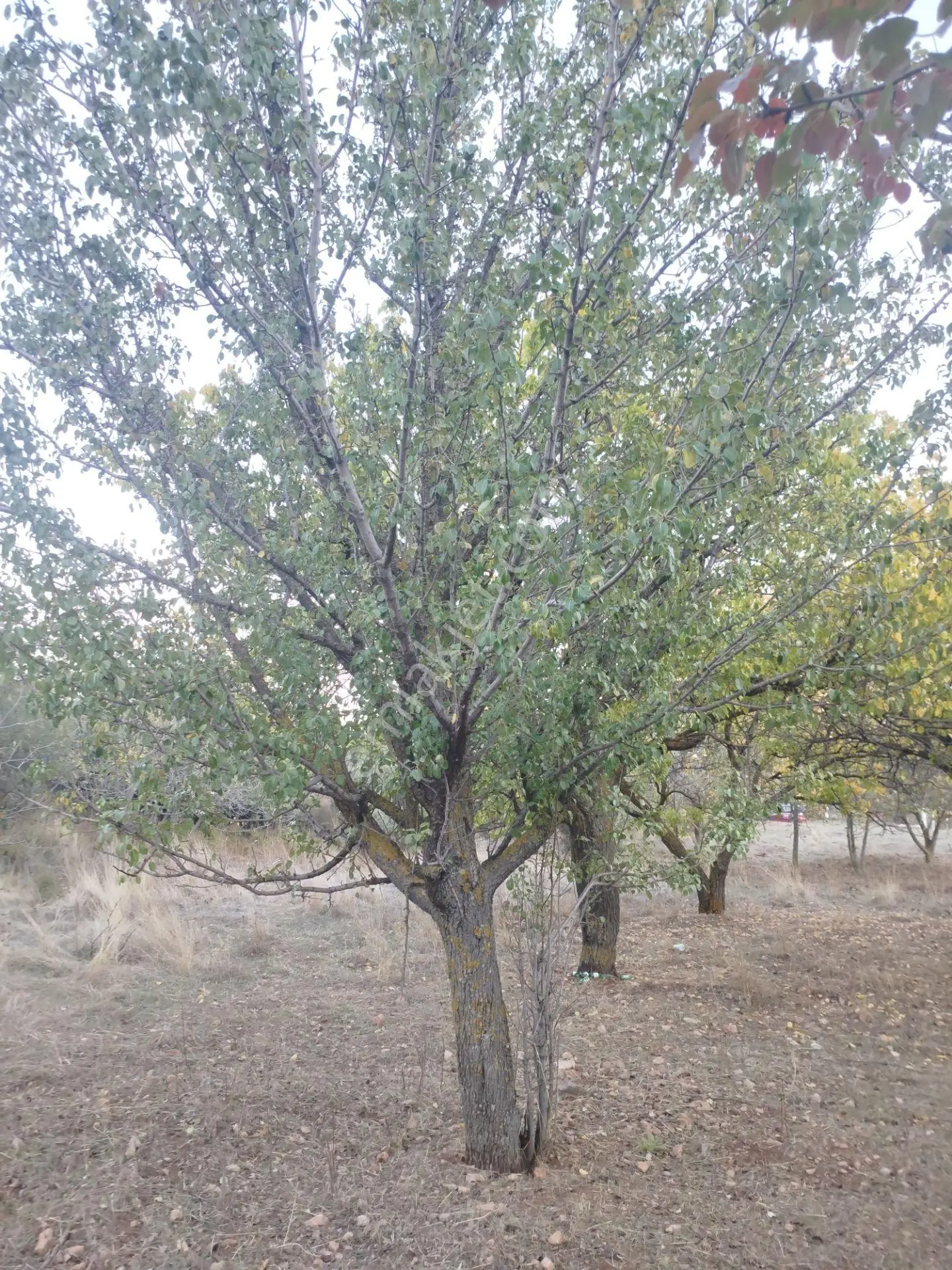 Bir Görün..!! — fotoğraf 4
