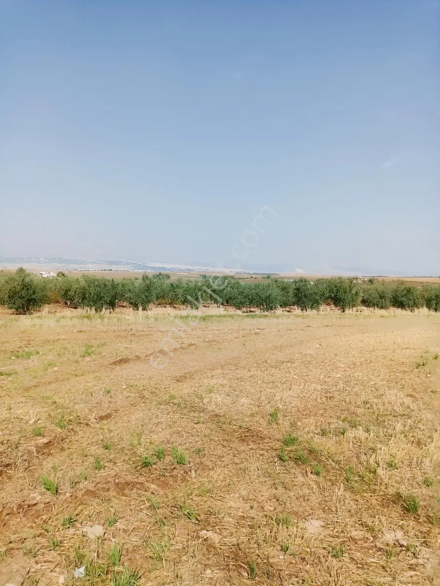Bir Yapı Emlak'tan Satılık Tarla Büyükkavaklı — fotoğraf 4