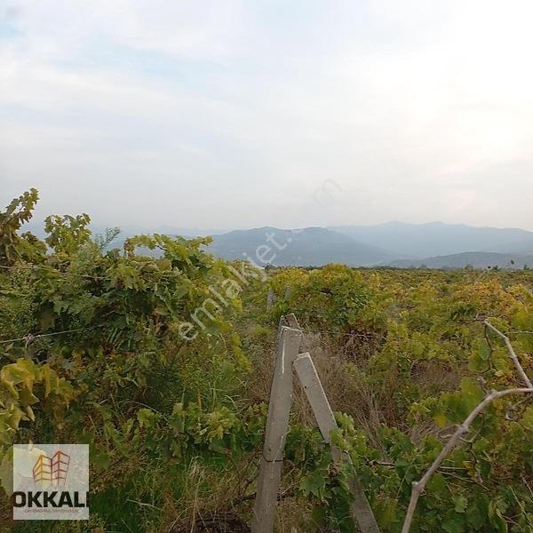 Okkalı Emlak Tan Menemen Yayla Mah. De Satılık Bağ — fotoğraf 6