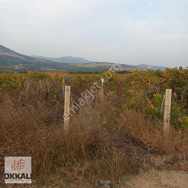 Okkalı Emlak Tan Menemen Yayla Mah. De Satılık Bağ — fotoğraf 14