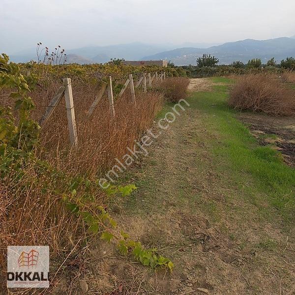Okkalı Emlak Tan Menemen Yayla Mah. De Satılık Bağ — fotoğraf 19