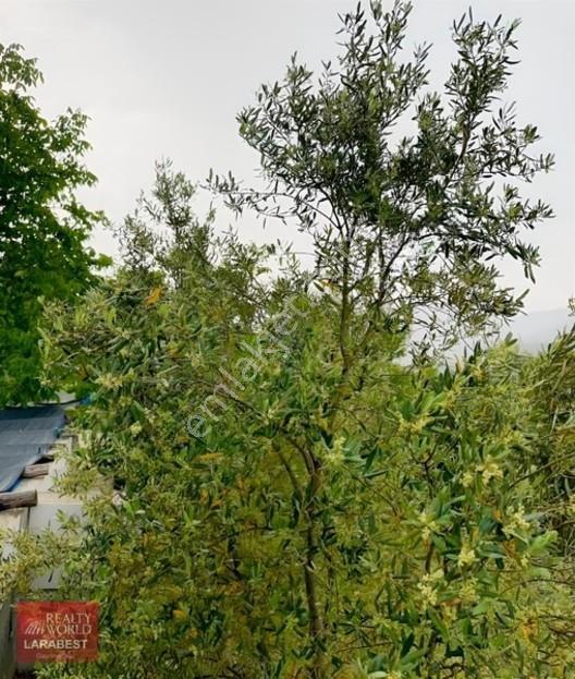 Bucak Beşkonak'ta Doğayla İç İçe Satılık 1666 M² Tarla Ve 1+1 Ev — fotoğraf 5