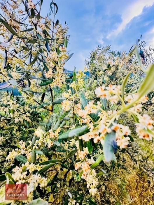 Bucak Beşkonak'ta Doğayla İç İçe Satılık 1666 M² Tarla Ve 1+1 Ev — fotoğraf 8
