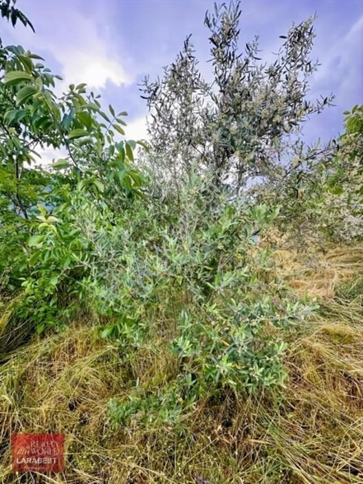 Bucak Beşkonak'ta Doğayla İç İçe Satılık 1666 M² Tarla Ve 1+1 Ev — fotoğraf 9