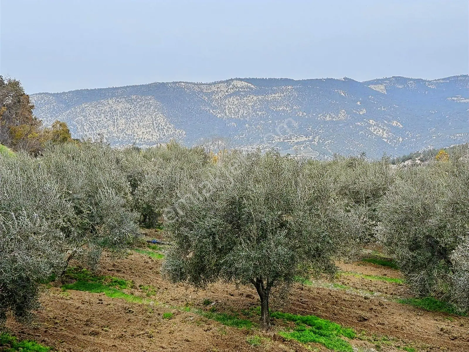 Güney Ertuğrul Mahallesi Satılık Zeyinlik. 3622 Metre — fotoğraf 2